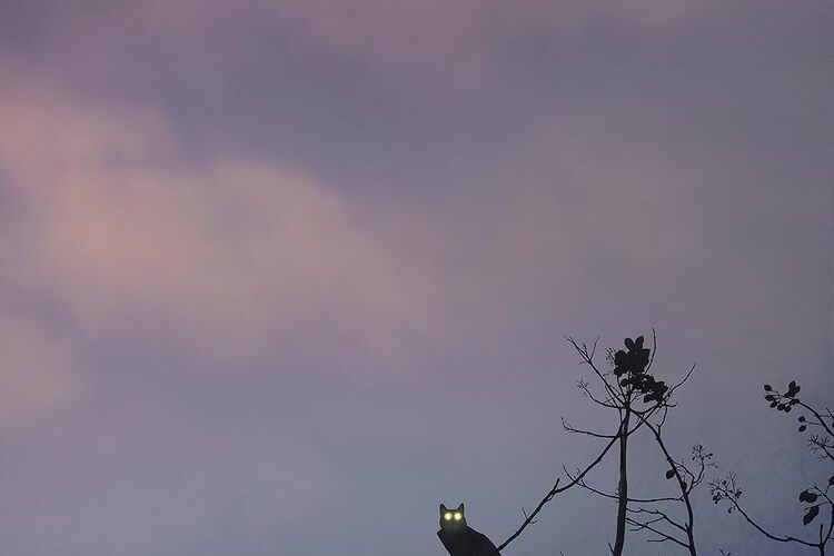 FOREST: I SEE YOU EVERYWHERE (SubITA)